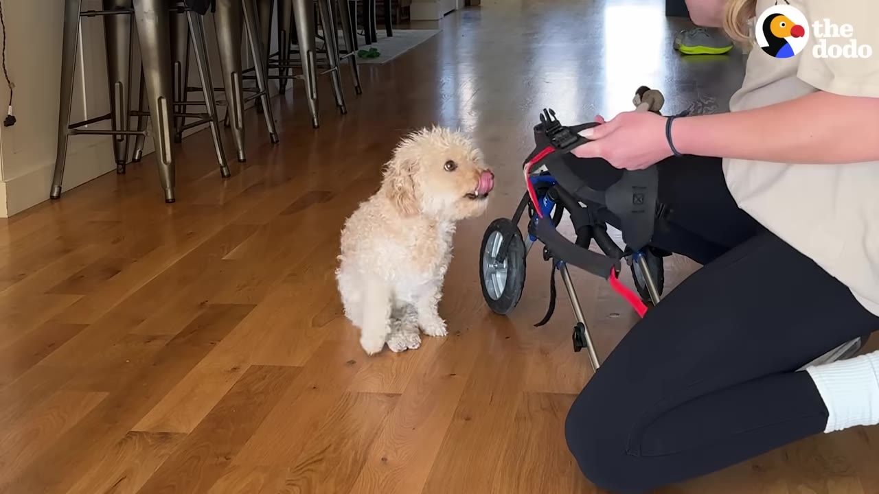 A small, fluffy cream-colored dog sits on a wooden floor, looking up with its tongue out at a person kneeling beside a blue and black dog wheelchair.