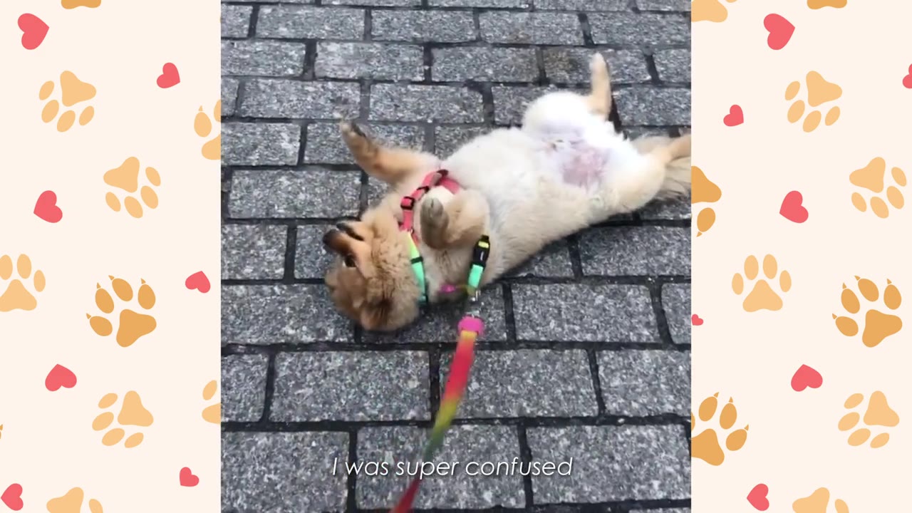 A fluffy light brown dog wearing a pink and green harness lies flat on its back on a cobblestone street, with its paws in the air.