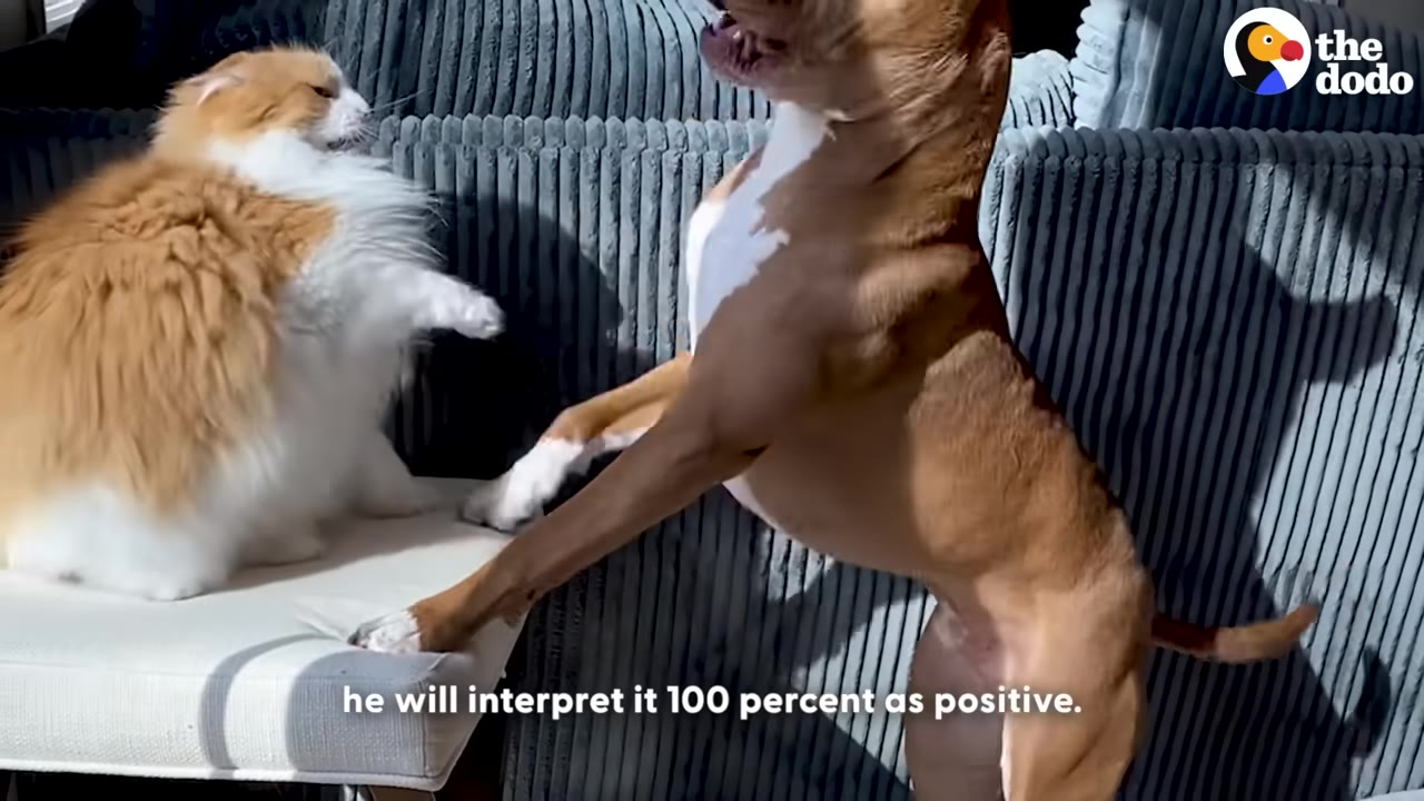 A fluffy orange and white cat sitting on a white chair raises its paw towards a tan and white dog standing on its hind legs.