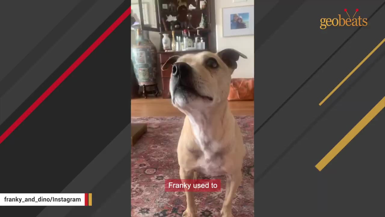 A tan dog looking up attentively inside a living room.