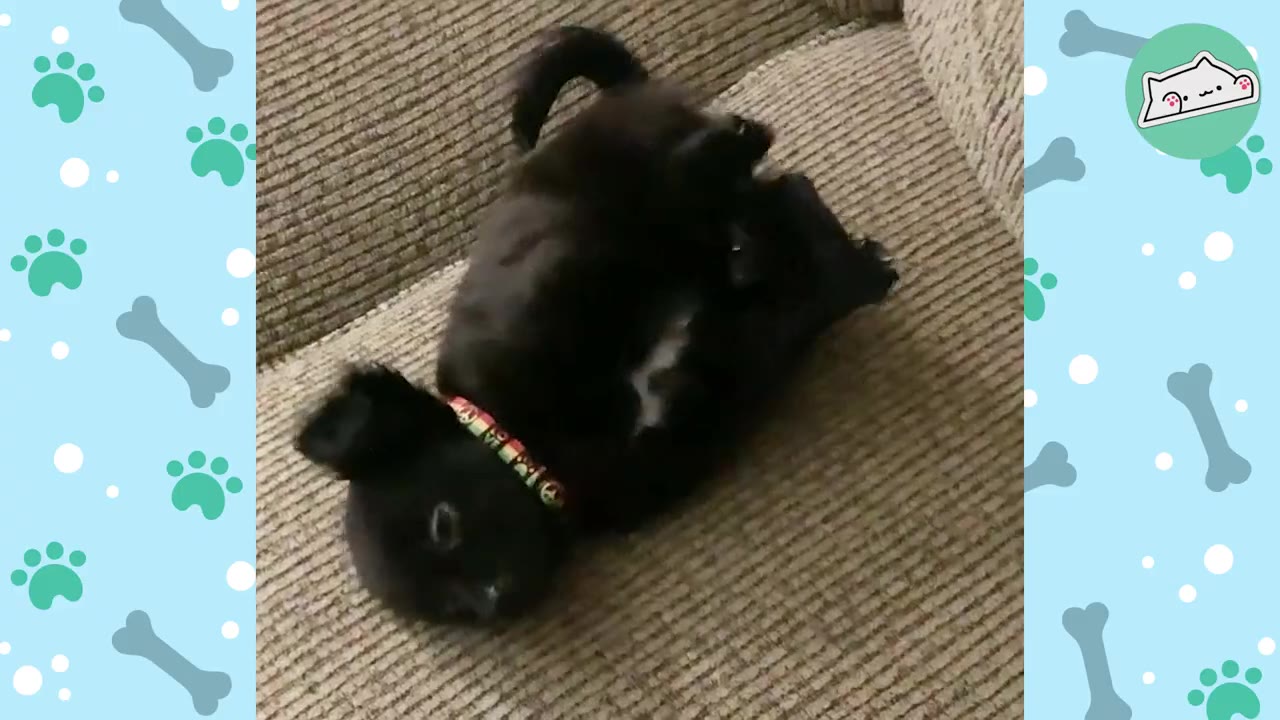 A small black puppy wearing a colorful collar lies on its back on a textured brown couch.