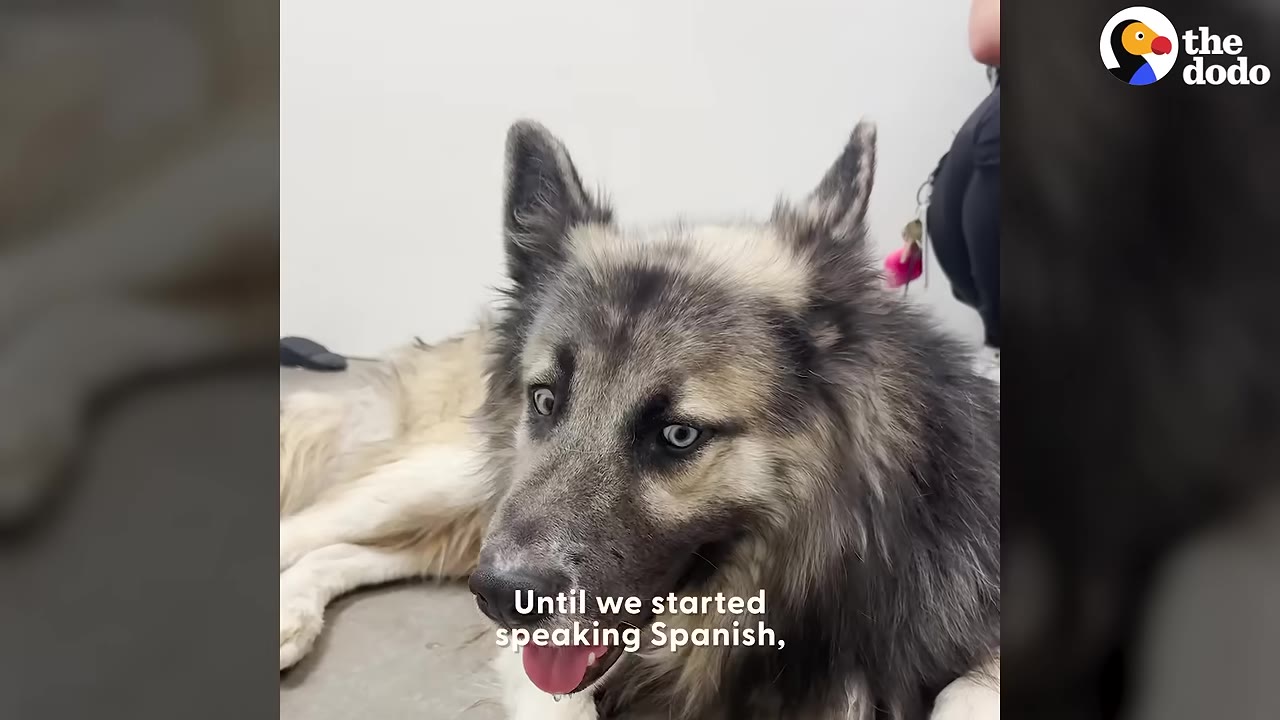 A fluffy grey and white dog with striking blue eyes looks up with perked ears, with the caption 'Until we started speaking Spanish,' overlaid on the image.