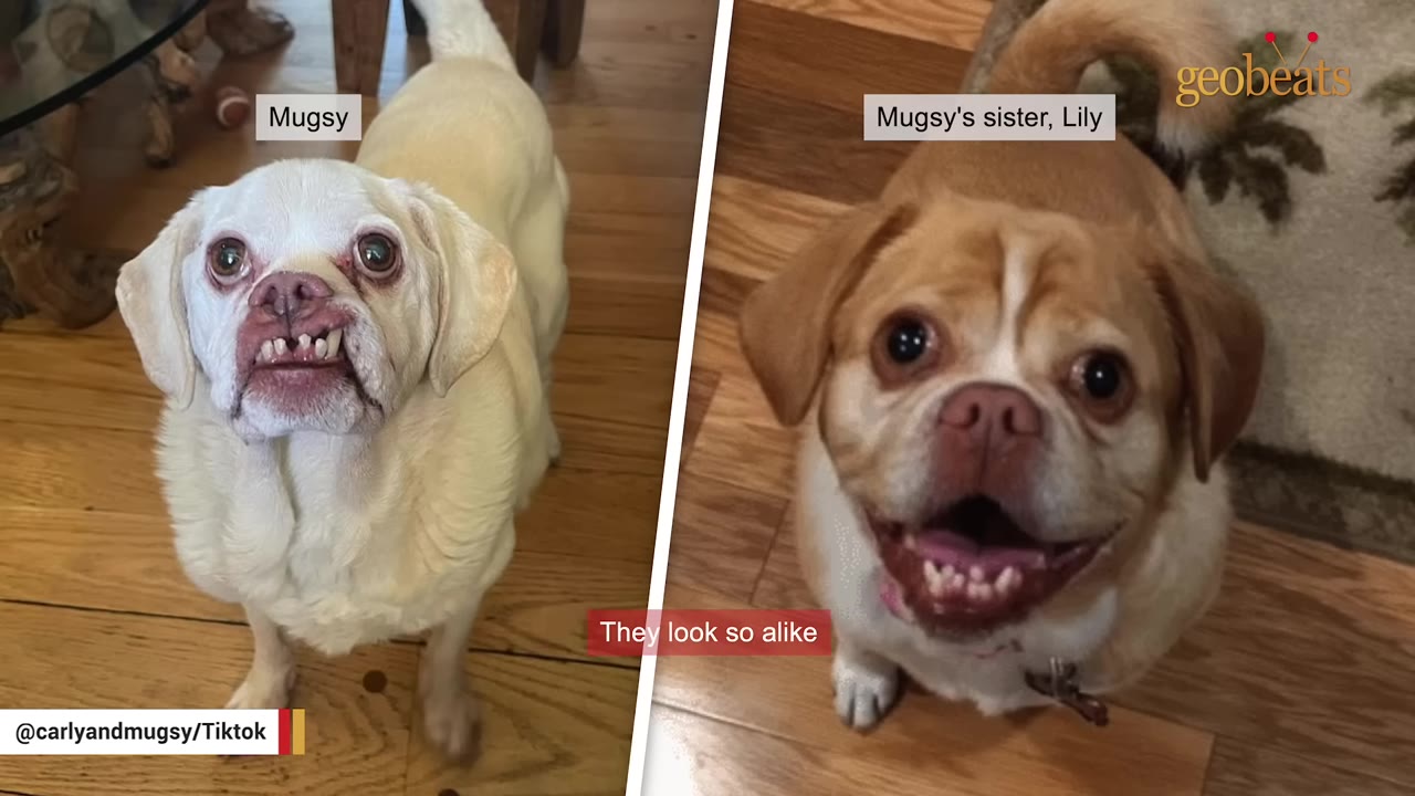 A side-by-side comparison of two similar-looking dogs, with Mugsy on the left and his sister Lily on the right, both looking up at the camera.