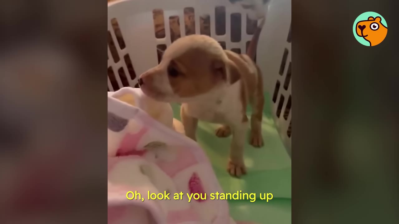 A small brown and white puppy standing up on its four legs inside a white plastic laundry basket with a green blanket.