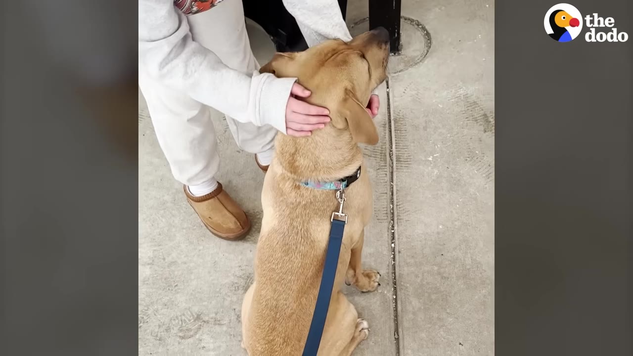A person in white sweatpants and brown slippers gently pets a light brown dog on a blue leash.