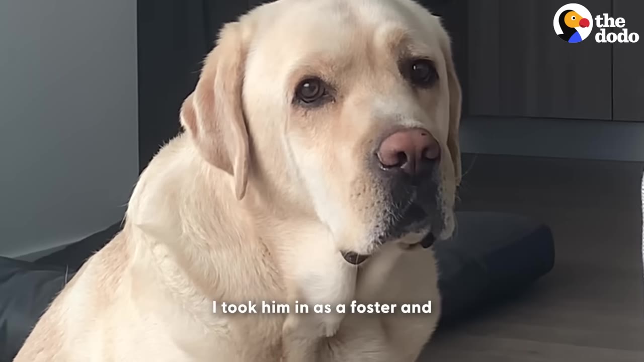 A yellow Labrador retriever sits indoors, looking directly at the camera with a gentle expression.