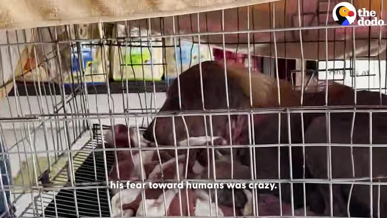 A dog curled up inside a metal wire cage, looking down with a fearful expression.