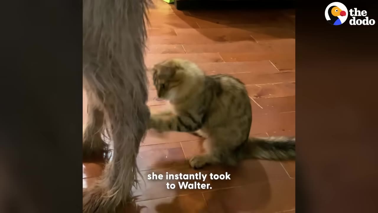 A small tabby cat sits on a wooden floor, reaching out with its paw to touch the long, shaggy grey hair on a large dog's leg.