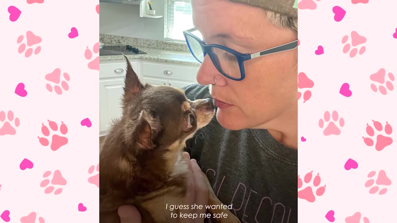 A close-up of a small brown Chihuahua being held by her owner, looking up affectionately nose-to-nose with them.
