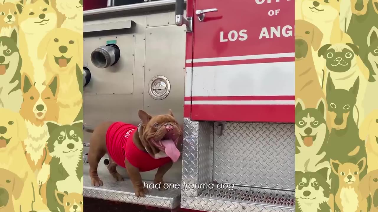 A brown French bulldog wearing a red shirt stands on the bumper of a red Los Angeles fire truck, panting happily with his tongue out.