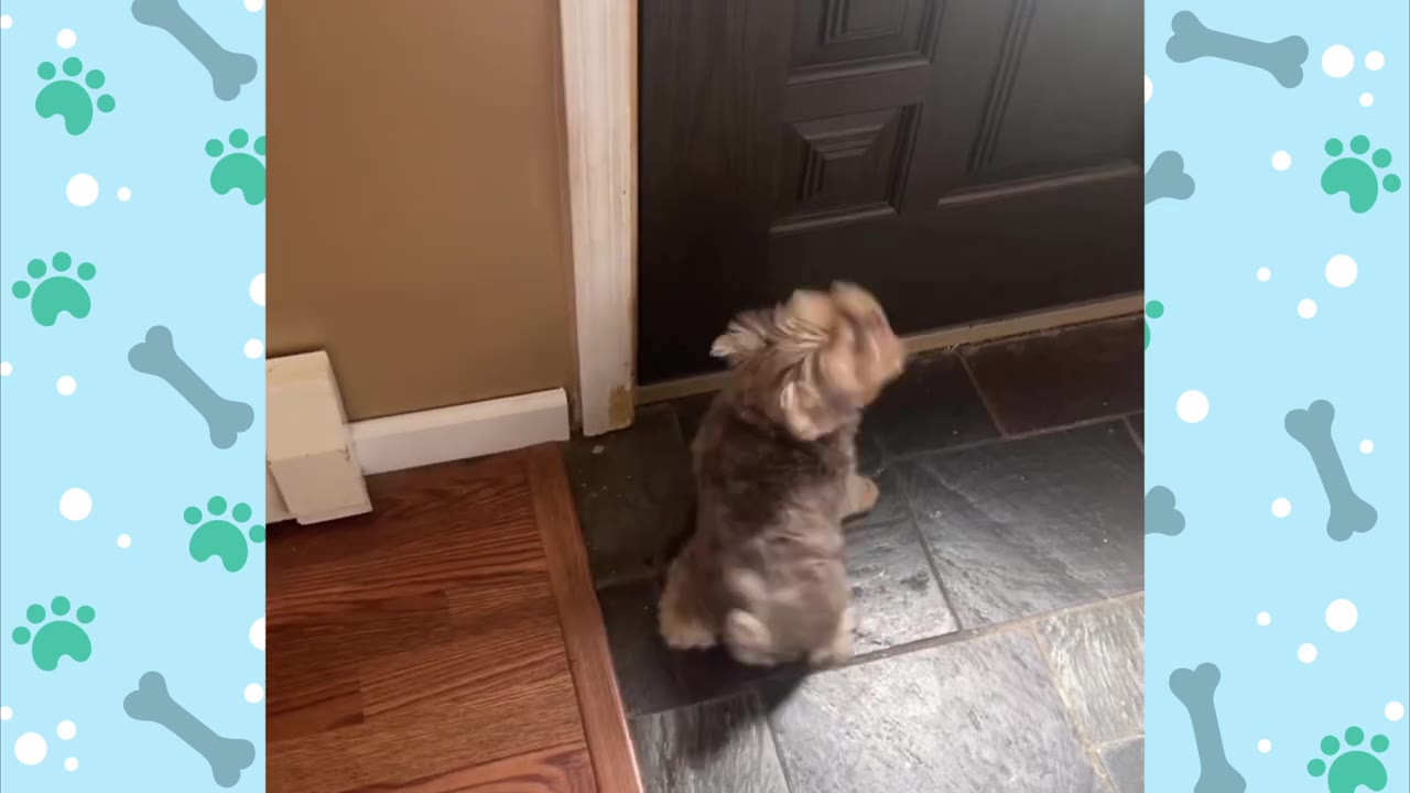 A small brown dog sits on a tiled floor facing a dark brown front door, waiting alertly.