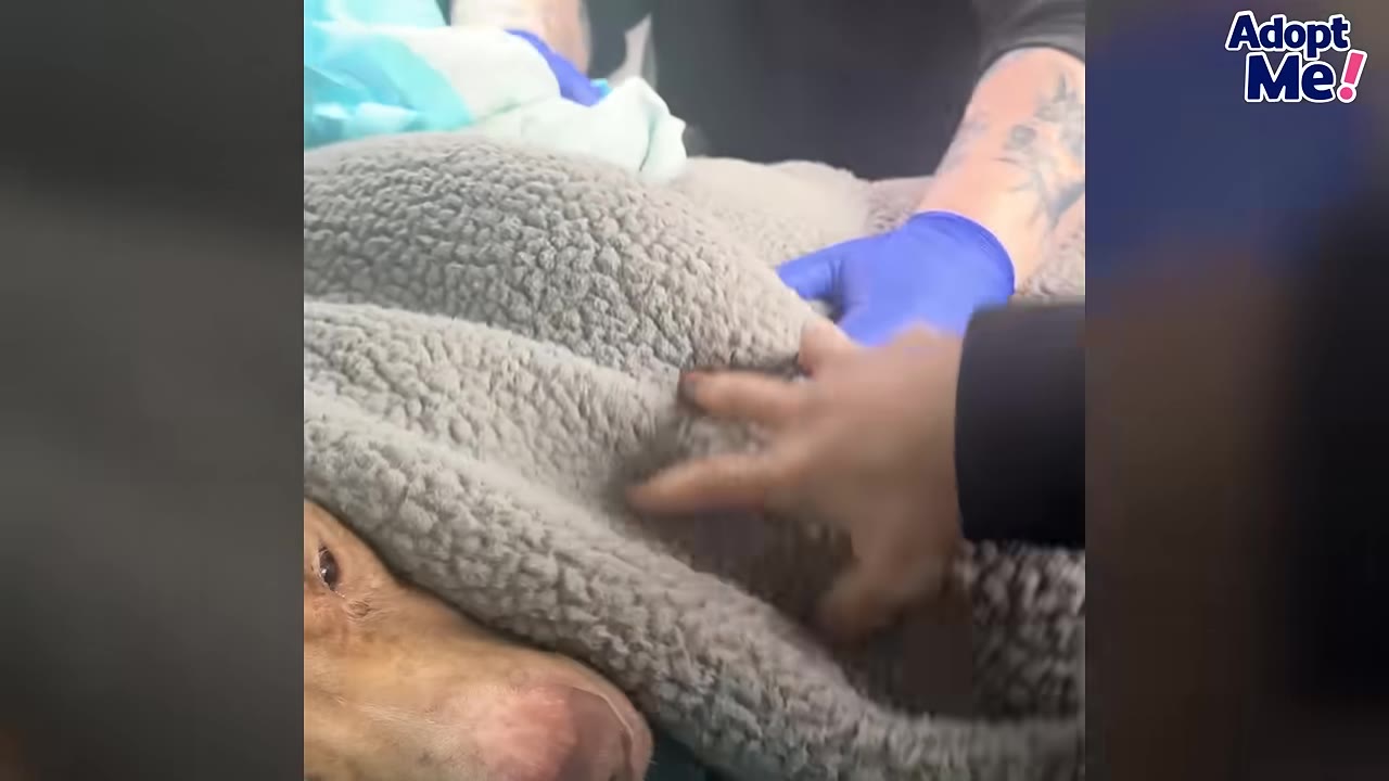 A close-up of a brown dog tucked under a thick, textured grey blanket, with a hand gently resting on the blanket to comfort her.