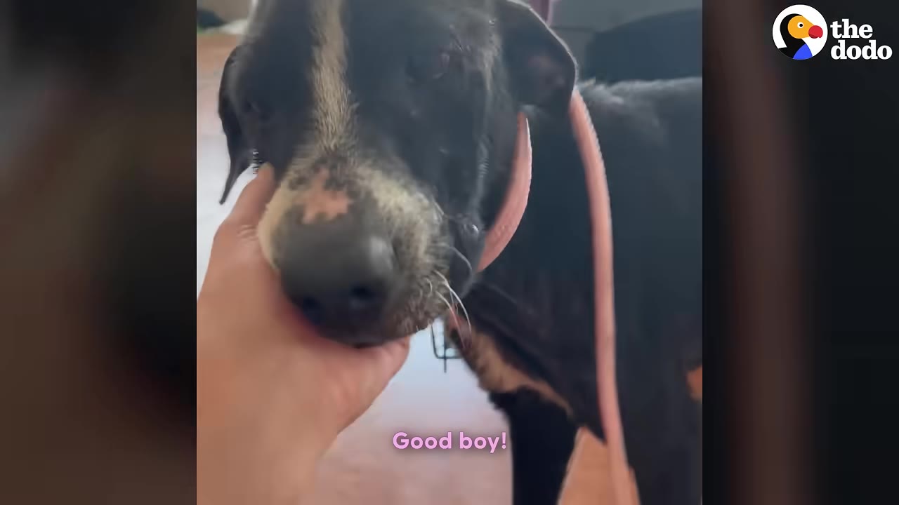A close-up of a black dog with a pink collar being gently petted under the chin by a person's hand.