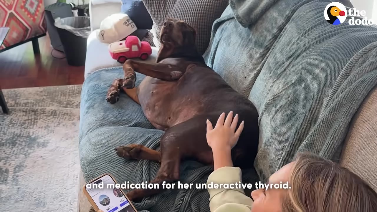 A brown Doberman lies on a blue blanket on a couch while a woman pets her back, with text on the screen reading 'and medication for her underactive thyroid.'