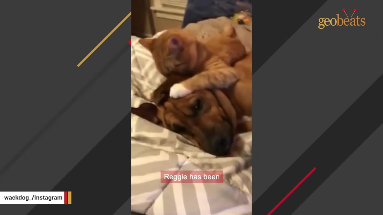 A brown dog lying down on a striped blanket while an orange tabby kitten playfully climbs on its head.