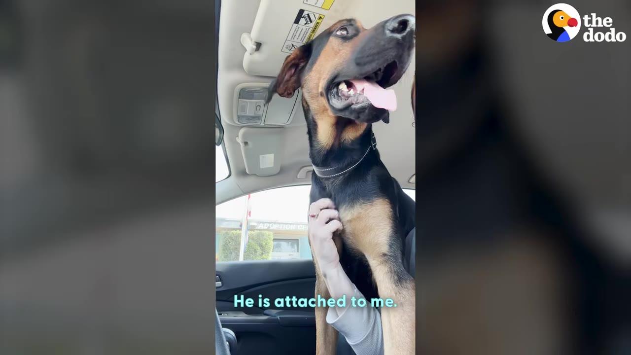 A black and tan dog sits inside a car, looking up with its tongue out as a person gently pets its chest.