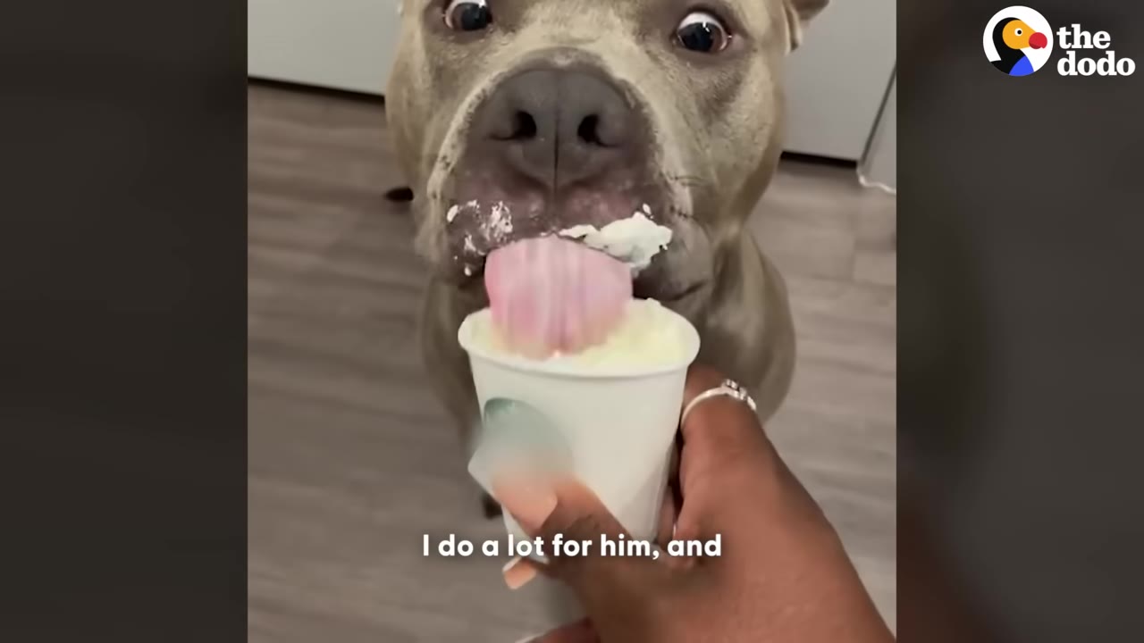A close-up of a gray pit bull licking a cup of whipped cream held by a person's hand.