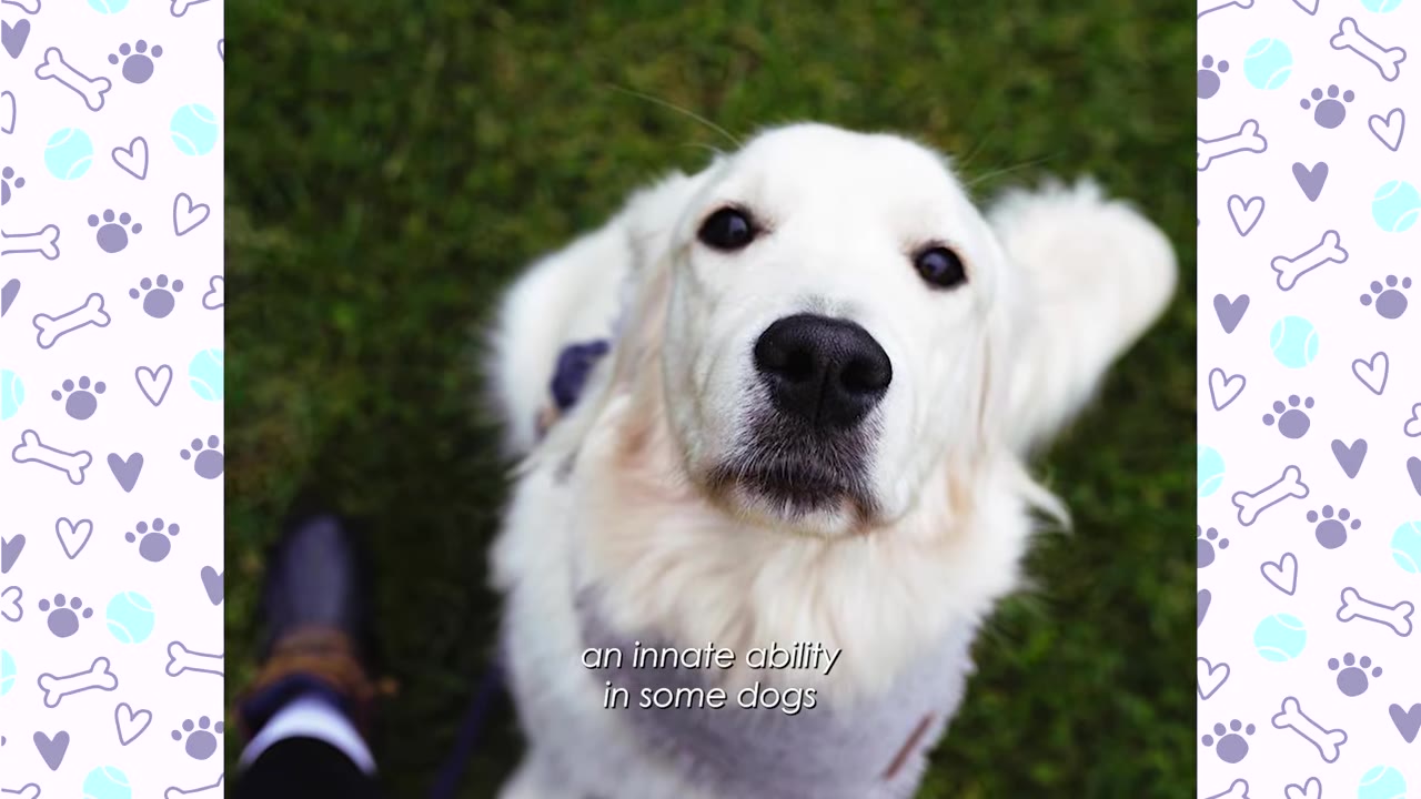 A close-up, high-angle shot of a white golden retriever looking up directly at the camera with a curious expression, set against a green grassy background.