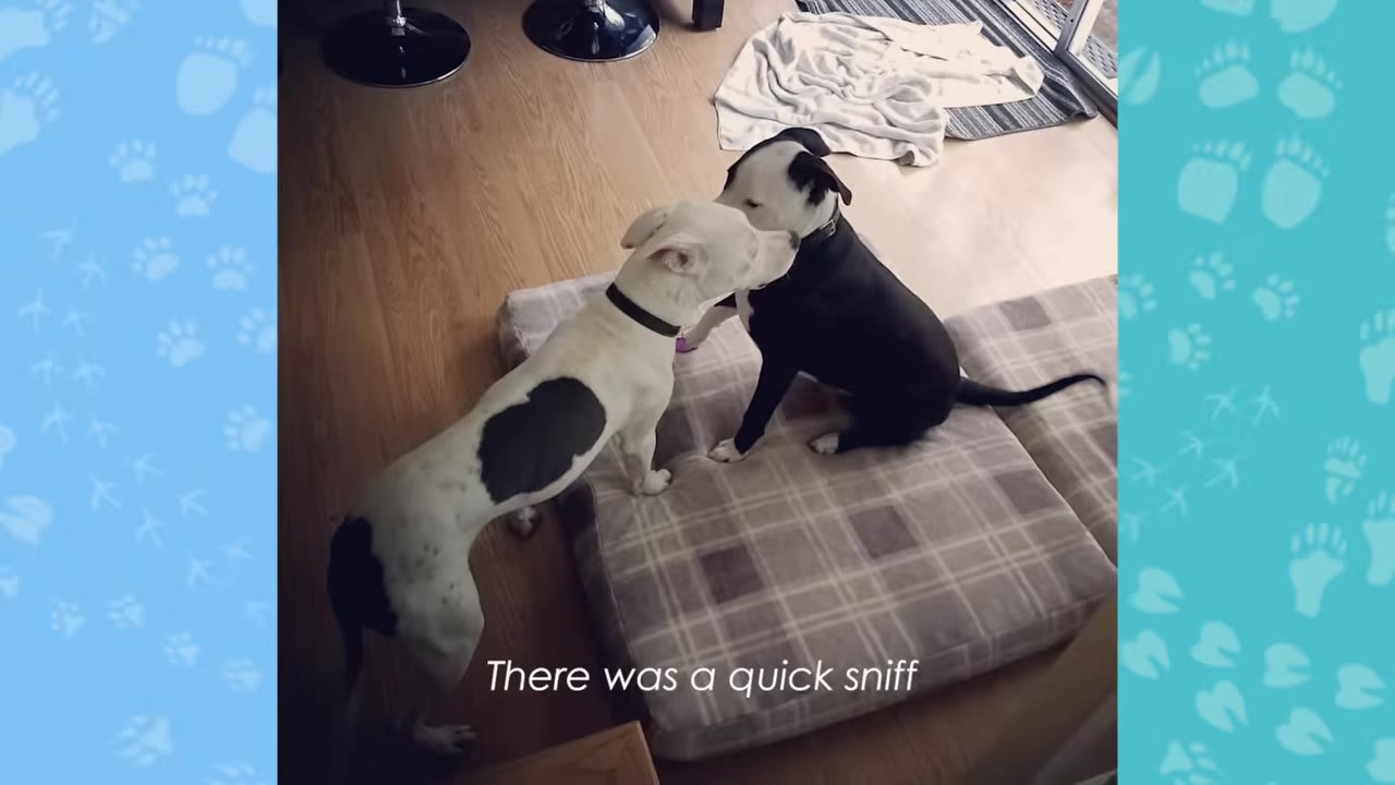 A white dog with black spots and a black dog with white markings sniff each other on a plaid dog bed.