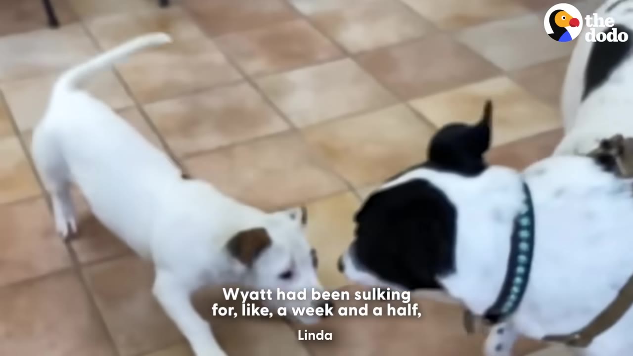 A black-and-white dog and a smaller white dog with brown ears stand on a tiled floor, facing each other nose-to-nose.