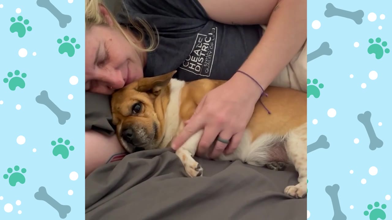 A woman lies in bed cuddling with a small brown and white dog, gently stroking its paw as it rests its head near her.