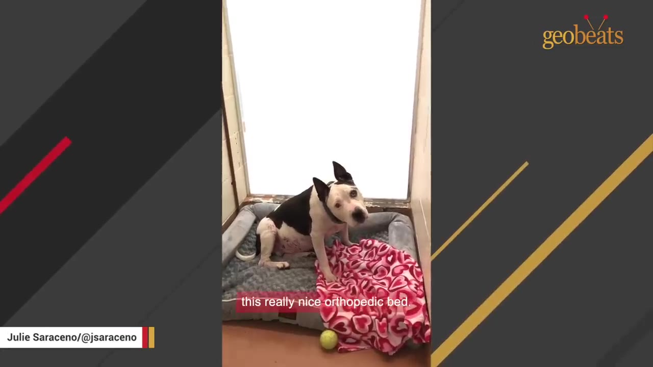 A black and white dog sitting on a grey orthopedic dog bed with a pink heart-patterned blanket inside a shelter kennel.