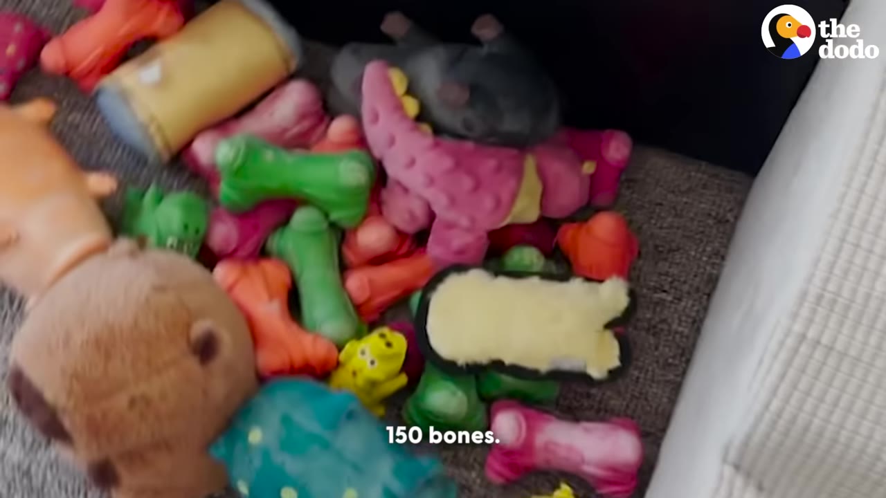 A large pile of colorful dog toys and bone-shaped toys scattered on the floor.