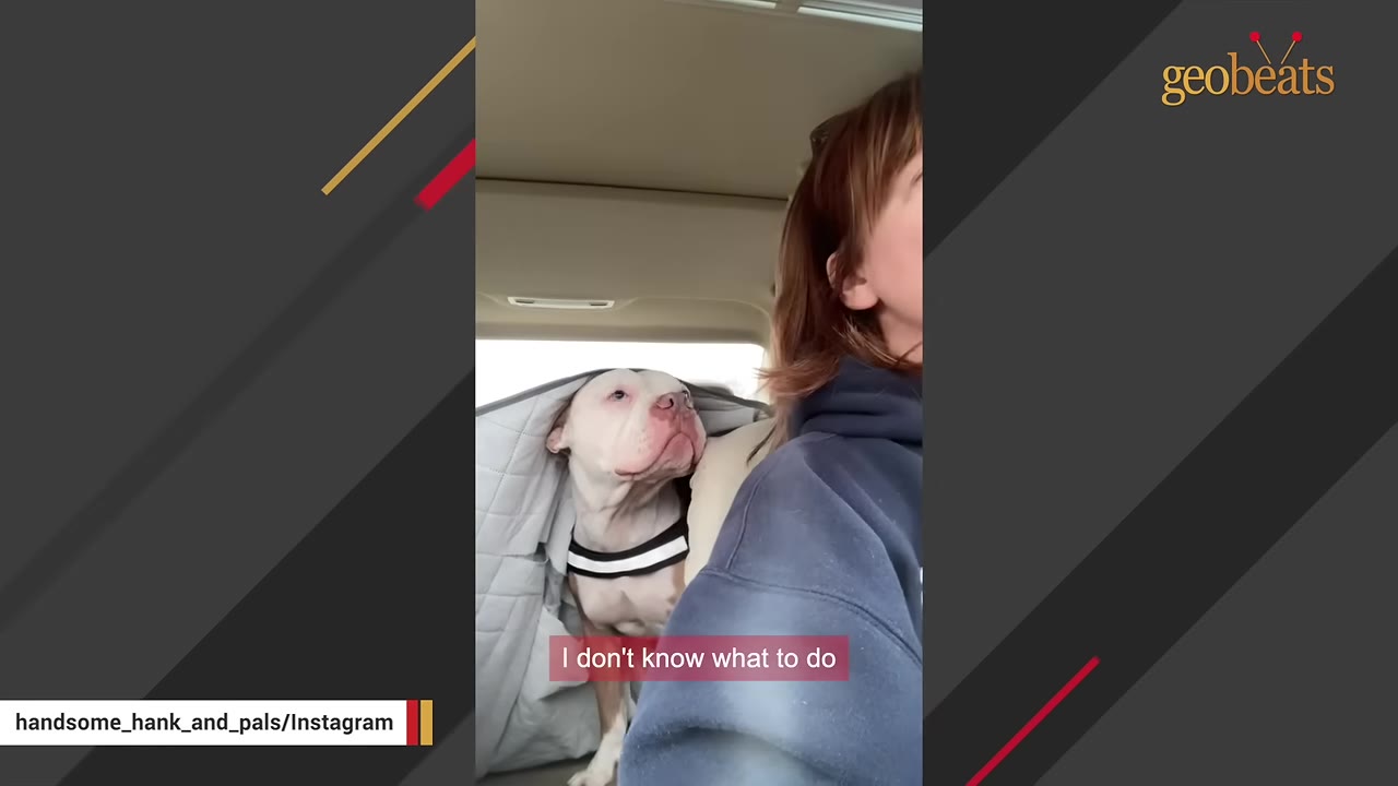 A woman with brown hair looks forward anxiously from the driver's seat of a car while a white and tan pit bull looks on from the back seat under a grey blanket.