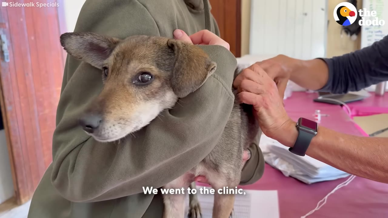 A small brown dog is held gently by a person in an olive green hoodie while a veterinary professional examines the dog's back at a clinic.