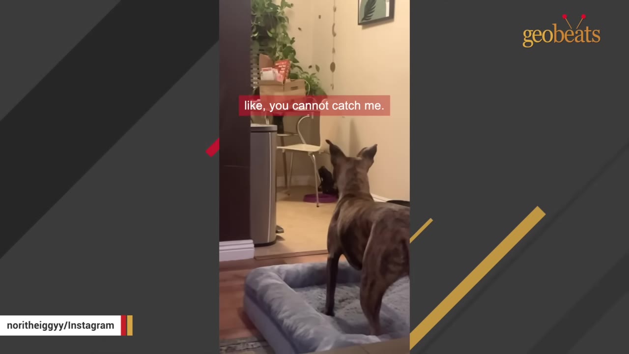A large brindle dog stands in a dog bed, looking toward a small dark puppy under a chair in the background.