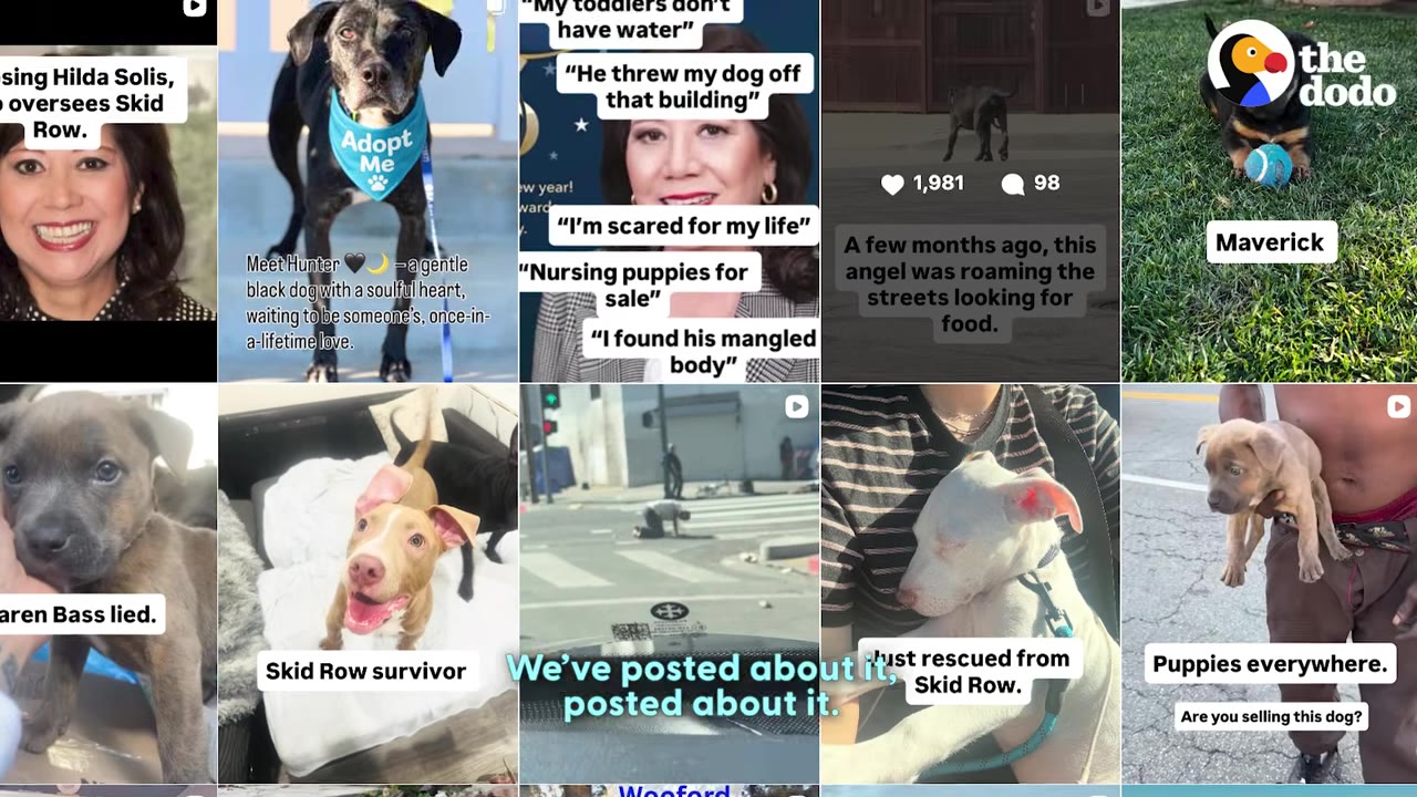 A grid of social media posts and videos highlighting various dogs and issues on Skid Row, with captions like 'Skid Row survivor' and 'Puppies everywhere.'