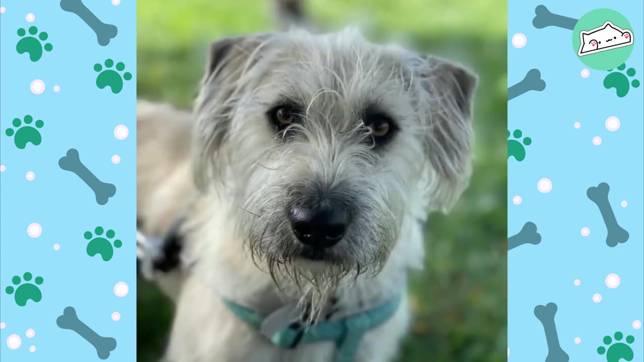 A close-up portrait of a scruffy, light-colored dog with dark eyes looking directly at the camera.
