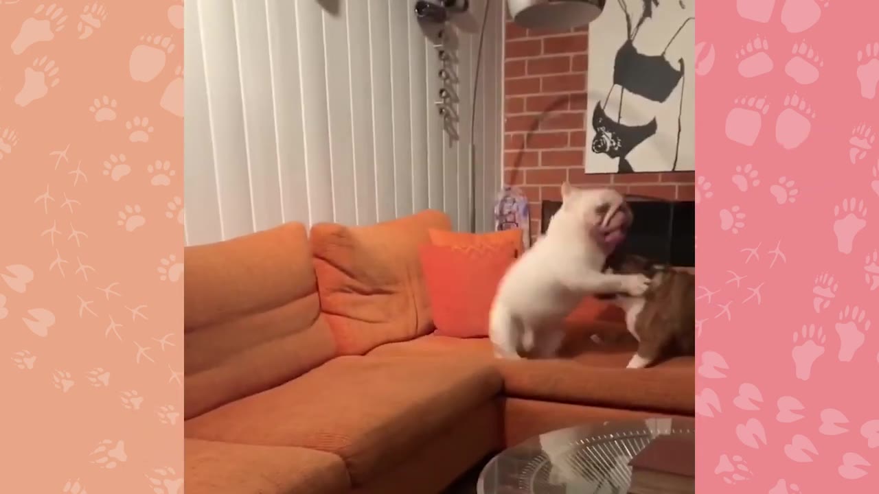 A white French bulldog and a brown dog playing together on an orange sectional couch.