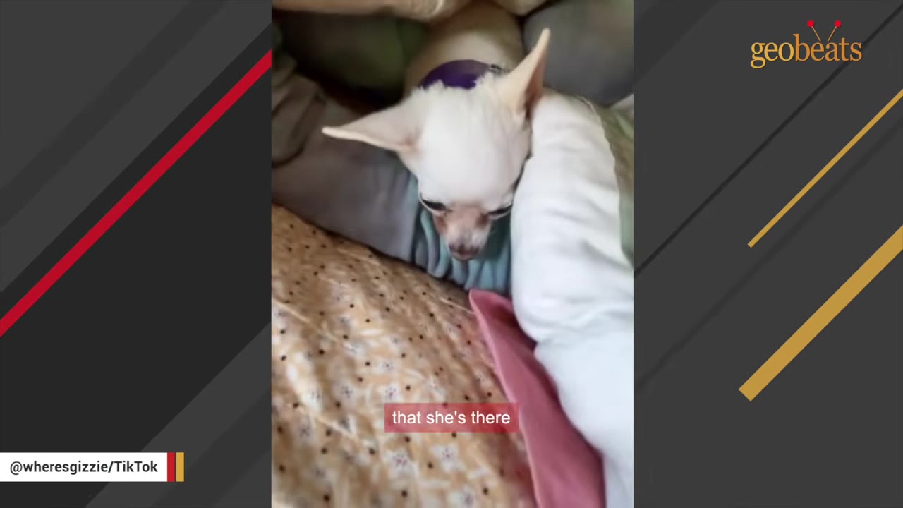 A small white chihuahua snuggles closely under blankets and pillows next to its owner in bed.