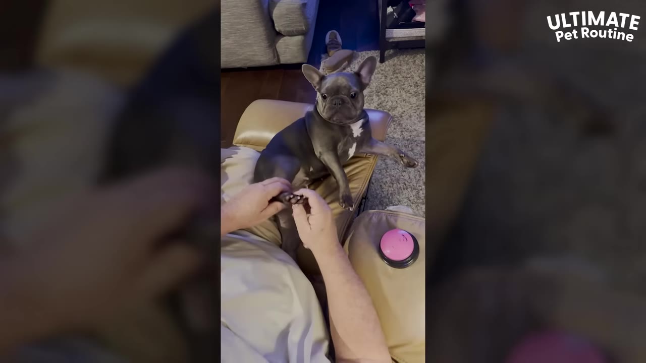 A French bulldog sits on a recliner while a person massages its back paws.