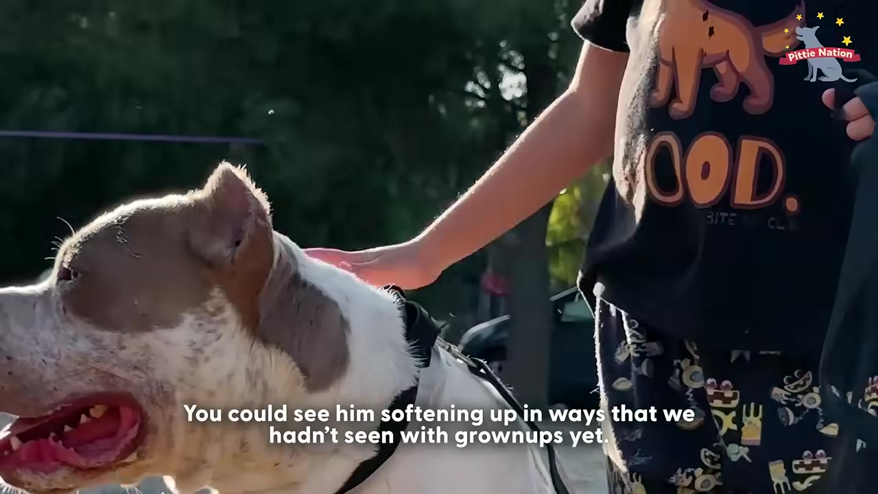 A close-up shot of a tan and white pit bull being gently petted on the back by a child wearing a black t-shirt.