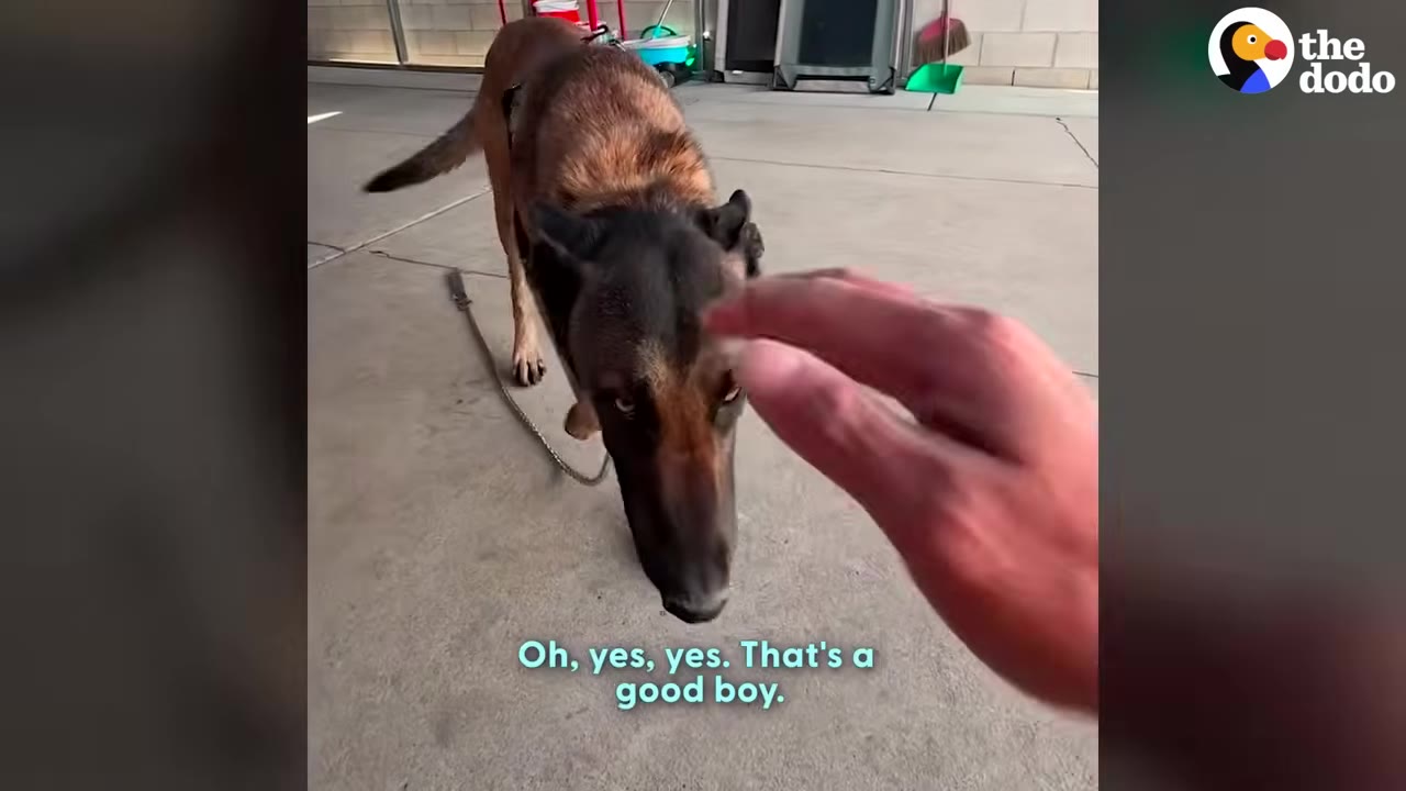 A German Shepherd dog looks up as a person's hand reaches out to gently pet its head.