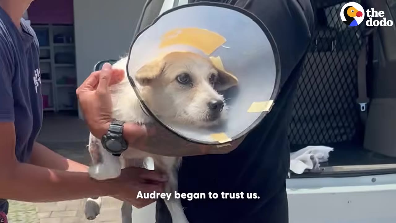 A small, light-colored dog wearing a plastic protective cone is held gently by two people.