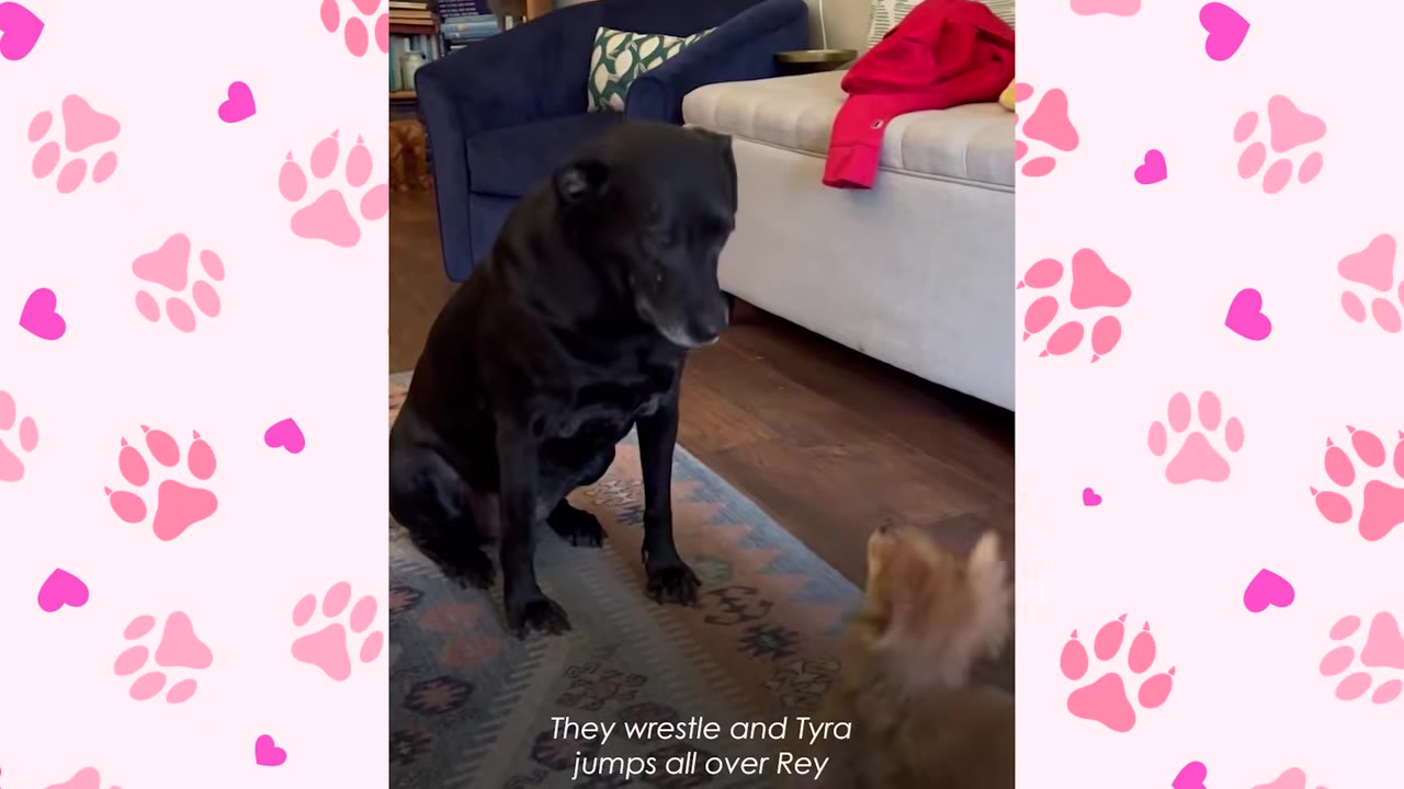 A large black dog sits calmly on a patterned rug, looking down at a small tan dog looking up at it.