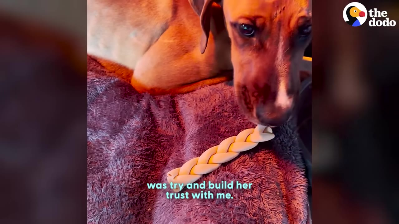 A brown dog with floppy ears lies on a purple blanket, looking down timidly at a braided treat.
