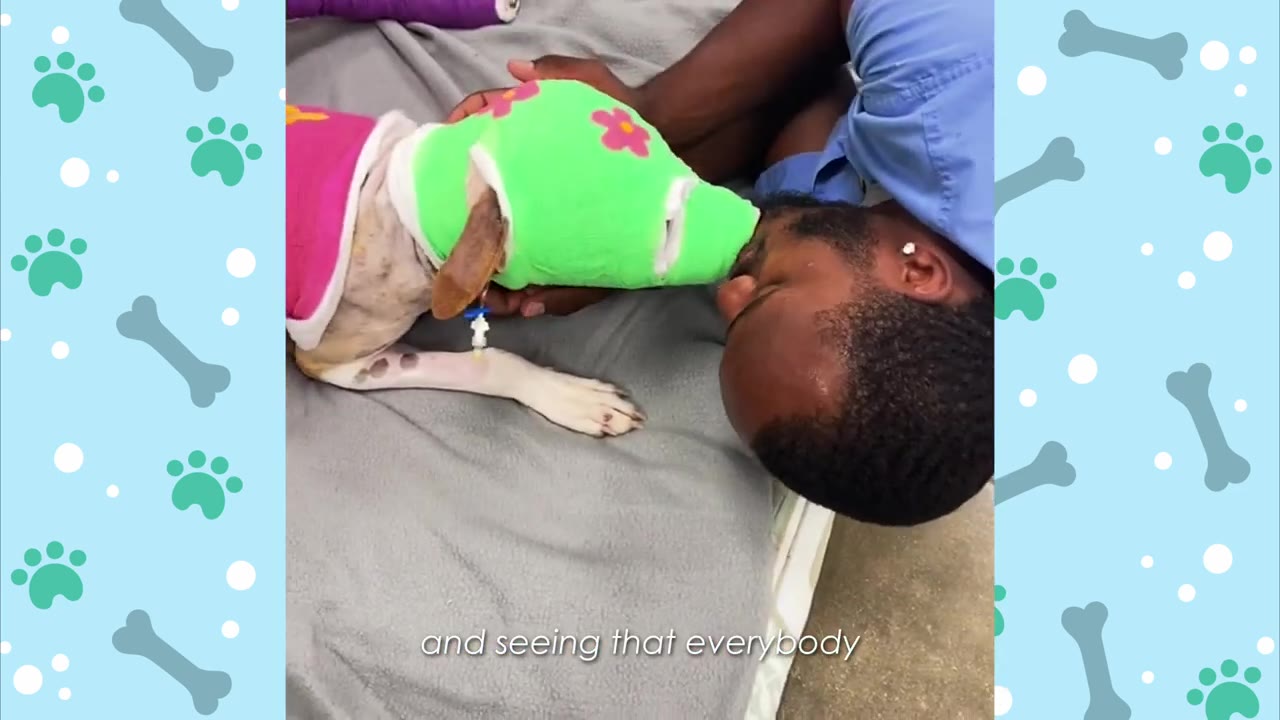 A man gently rests his forehead against a dog wearing a green head bandage and pink vest, showing a moment of quiet connection.