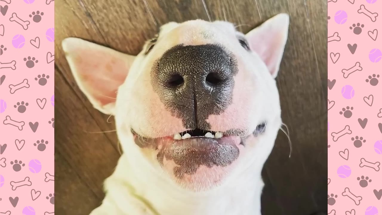 A close-up, upside-down view of a white Bull Terrier dog looking directly at the camera with a wide, happy expression that resembles a smile.