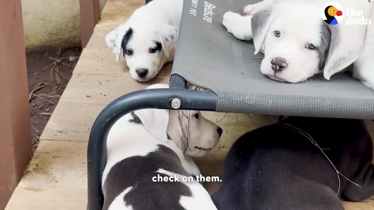 Several white and black puppies resting on and around a grey raised pet cot outdoors.