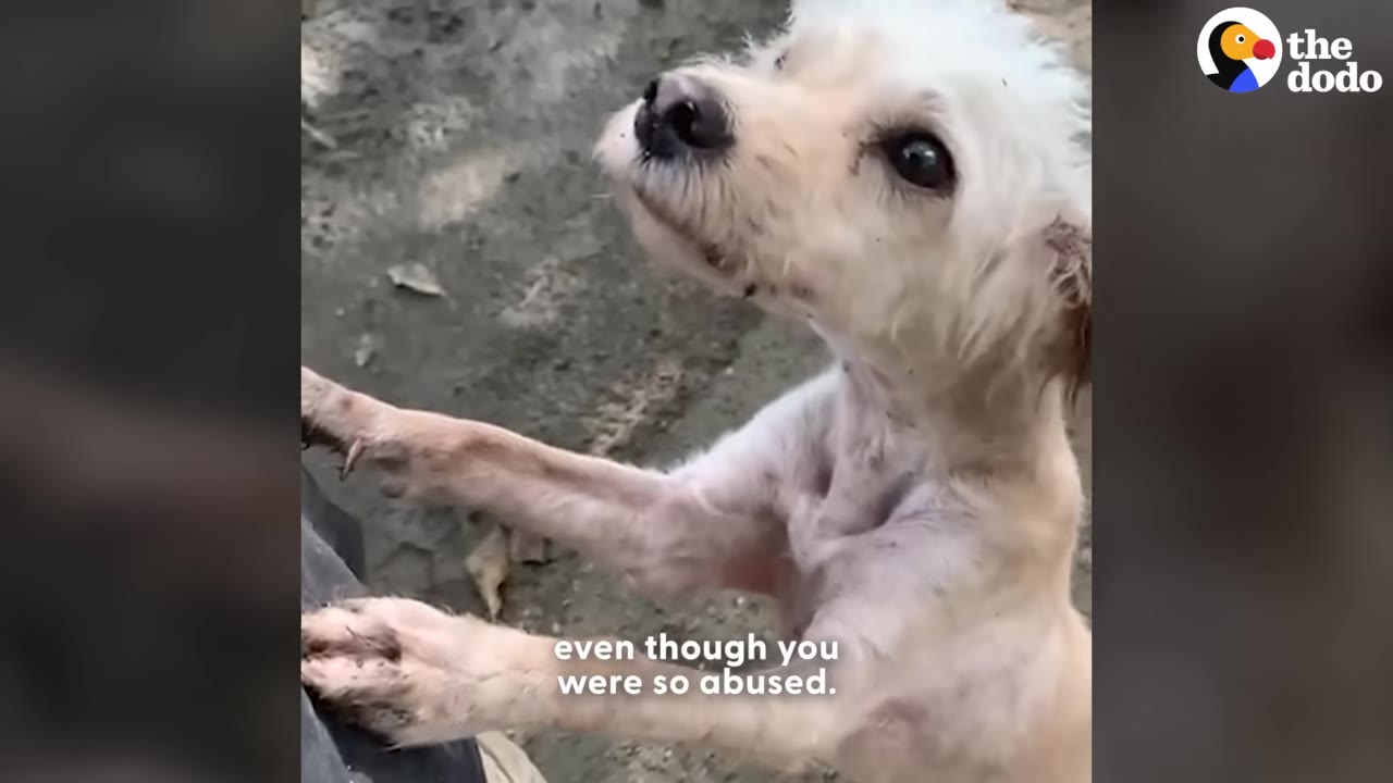 A small, scruffy white dog with sparse fur looks up trustingly with its front paws resting on a person's leg.