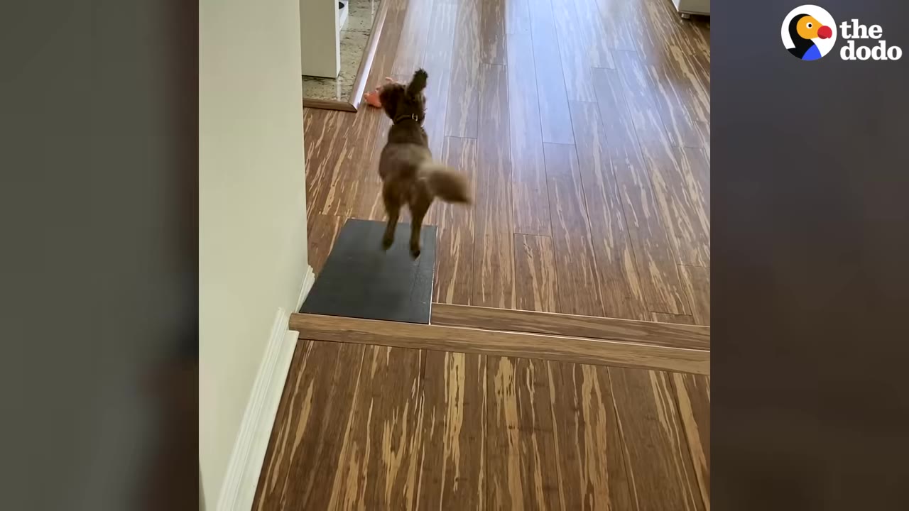 A small brown dog jumping over a black ramp placed on a wooden floor in a hallway.