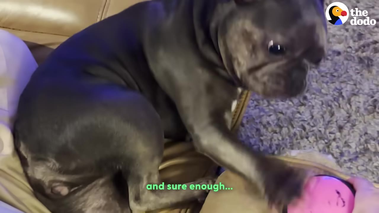 A French bulldog presses a pink button with its paw while sitting on a leather couch.