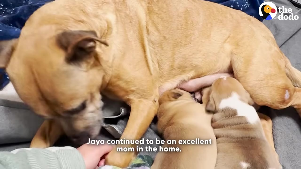 A tan dog named Jaya lying down and nursing her two small puppies on a blanket.