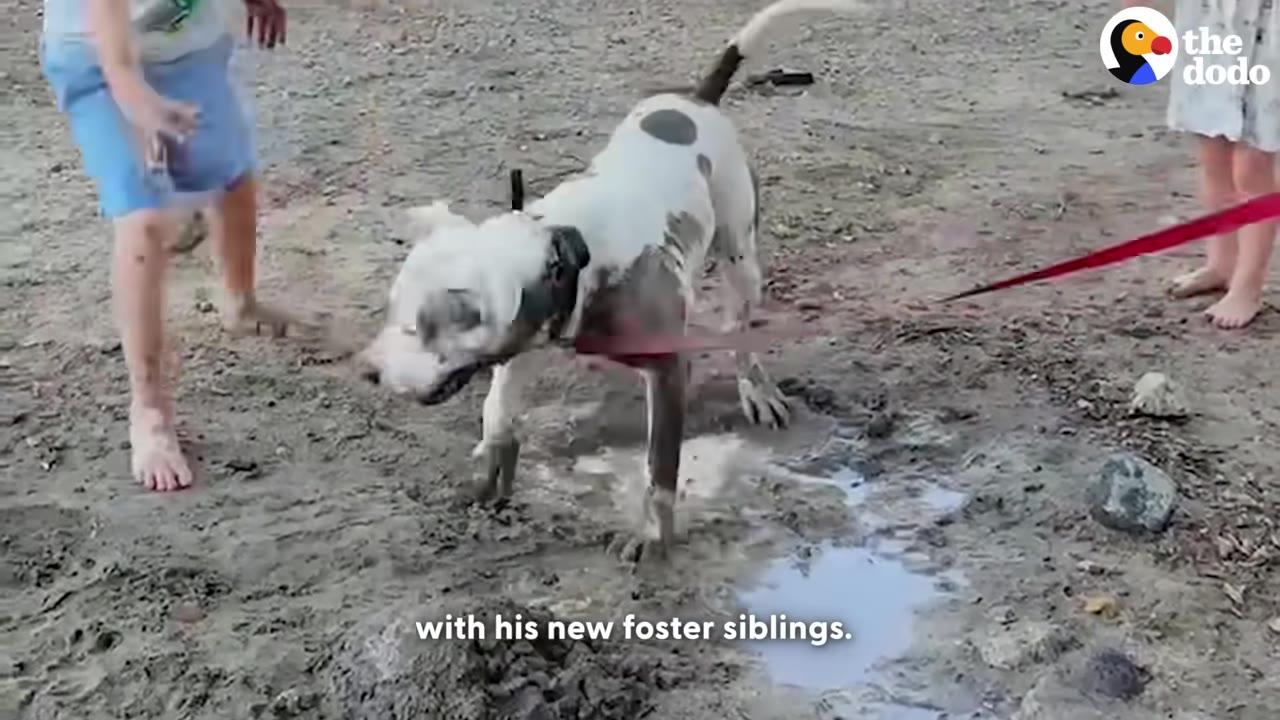 A white dog with black spots stands in a muddy puddle, with its legs covered in mud, while children stand nearby.