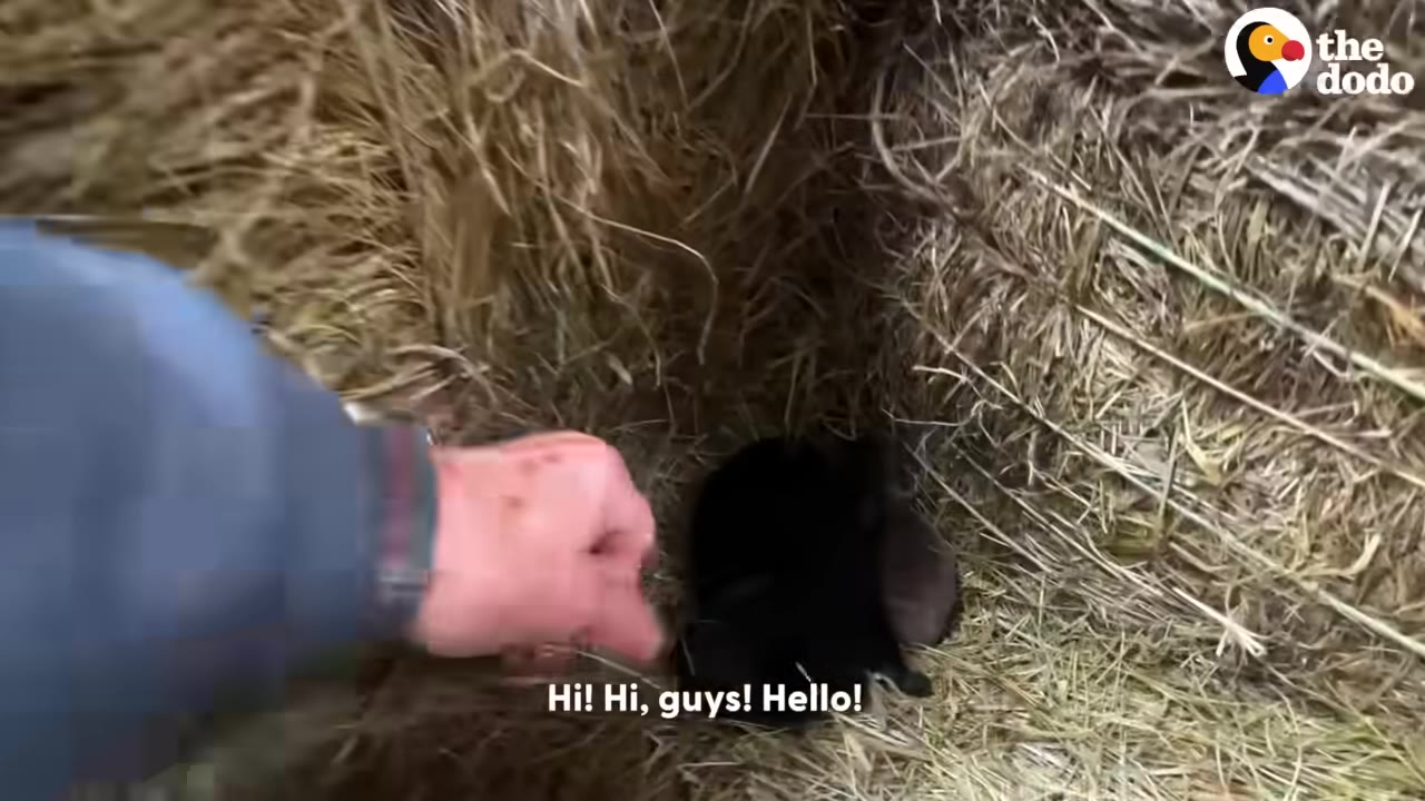 A person's hand reaches into a small opening between hay bales to gently touch a small, dark puppy nestled inside.