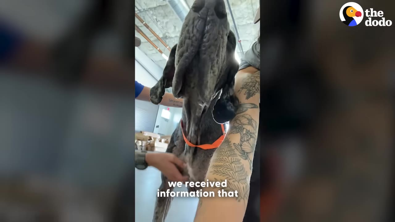 A Great Dane stands patiently while being examined by veterinary staff at a clinic.